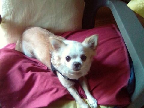 Chihuahua THEAUD Vol&eacute; 0 71420 Ciry-le-noble