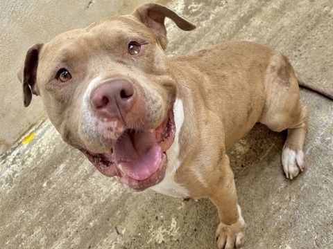 AMORA, bouledogue américain, 5 ans 300 34000 Montpellier