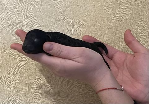 Caniche Toy Noir 2000 63000 Clermont-ferrand