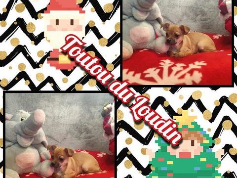 Chiot Chihuahua poils courts m&acirc;le 450 18140 Pr�cy