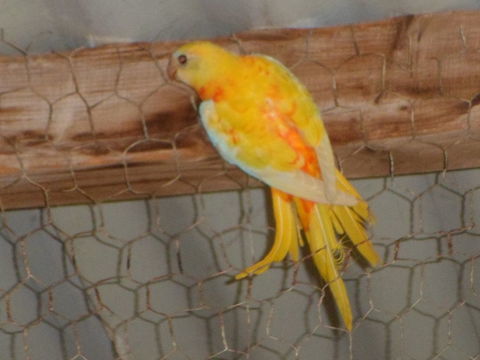 perruche turquoisine jaune et porteur de jaune 60 44410 Assrac