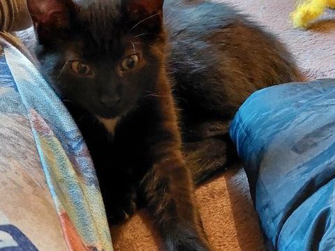 ATHOS 150 35230 Saint-erblon