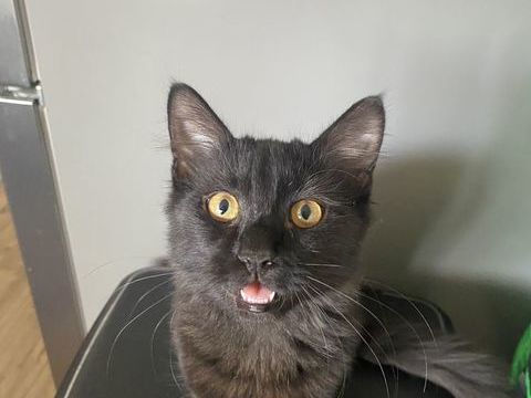 Chatons 750 89500 Villeneuve-sur-yonne