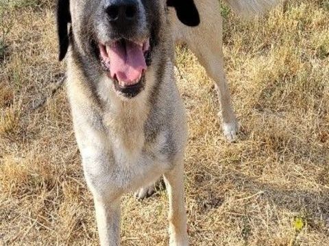 BERNARDO,  berger d'anatolie, 2 ans 220 34500 Béziers