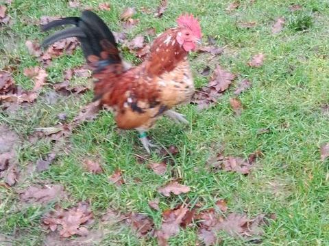Coq Serama type Europ&eacute;en 15 56350 Rieux