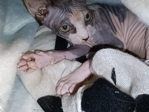 Adorables  sphynx recherchent une gentille famille
1100 78114 Magny-les-hameaux