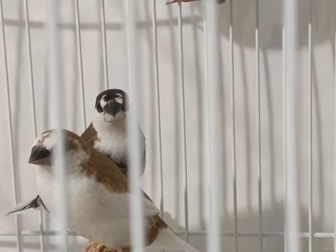 jeunes moineaux du Japon 5 31830 Plaisance-du-touch