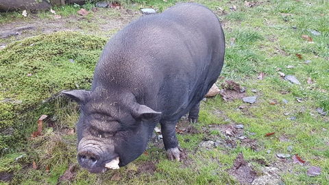 Cochons du Vietnam 100 49520 Ch�telais