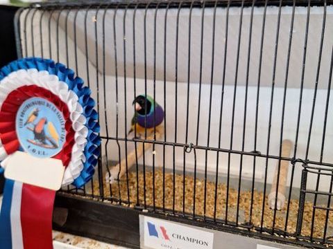 Diamants de Goulds bleu,vert,jaune et mutations 40 47210 Saint-eutrope-de-born