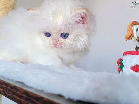 Magnifique chatonne British Longhair  – Cherry Rose 1500 13014 Marseille