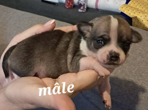 chiots chihuahua poils courts pure race 800 34150 Gignac