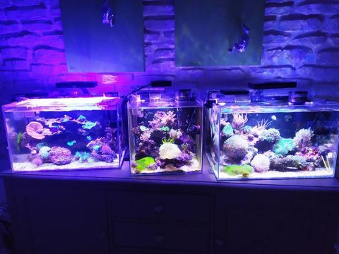 aquarium eau douce/mer
100 02100 Saint-quentin