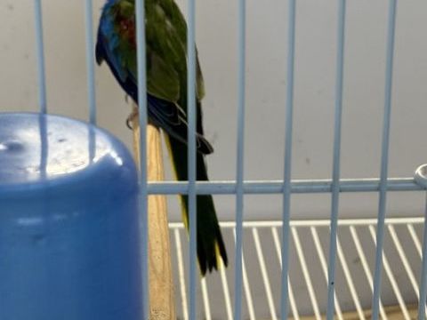 Couples de oiseaux reproducteurs 1 40210 Commensacq