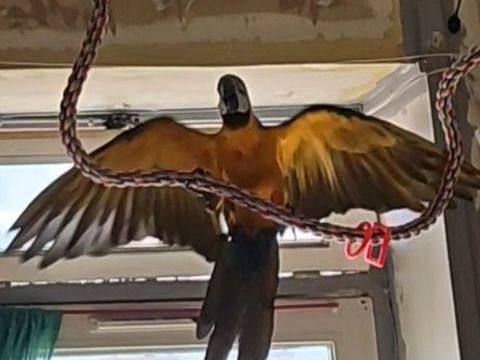 Recherche achat perroquet ara bleu m&acirc;l
Pour ma femelle de 3 0 69100 Villeurbanne