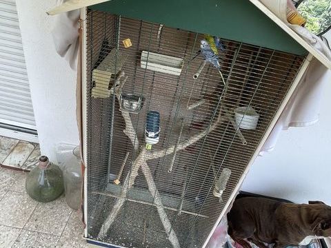 Perruches + cage 150 83200 Toulon