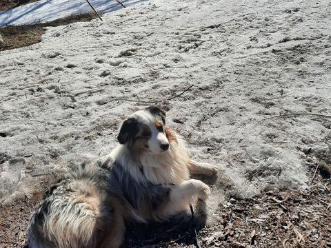 Saillie  berger australien LOF 500 83510 Lorgues