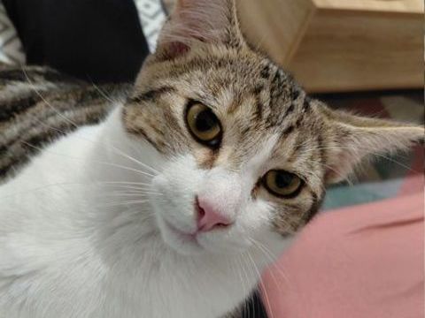 APEX chaton n&eacute; le 20/05/2025 80 44590 Derval