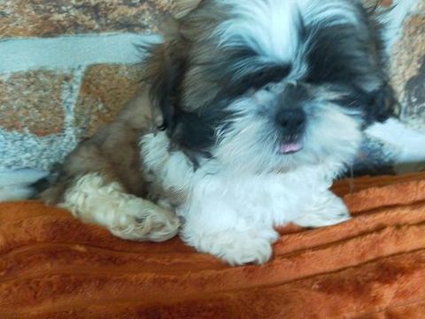 chiot shit-tzu 500 22200 Pommerit-le-vicomte