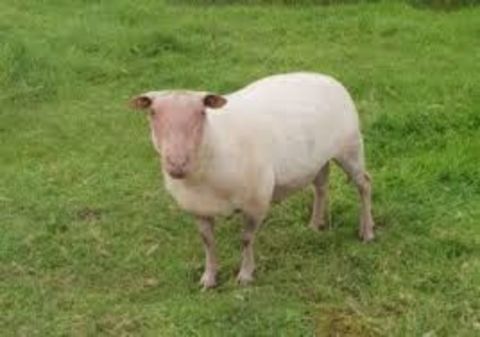 recherche 1 b&eacute;lier rouge de  l'ouest 0 81500 Fiac