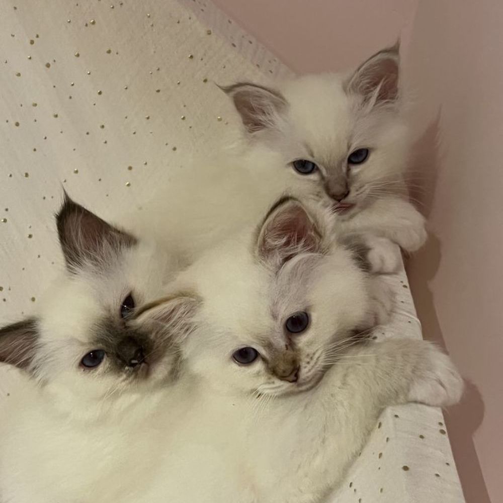   3 adorables voyous  