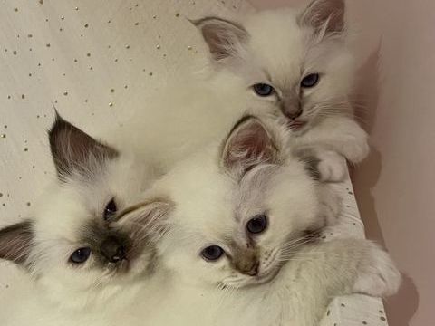 3 adorables voyous 1100 95160 Montmorency