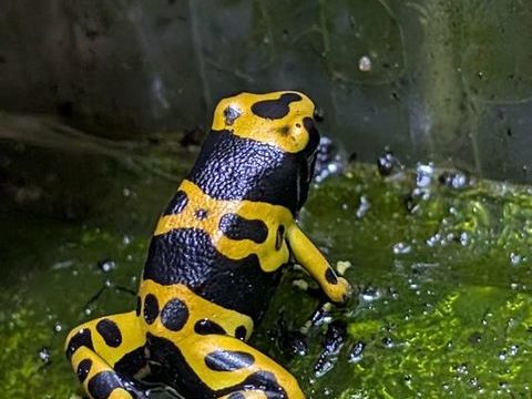 Dendrobates Leucomelas 50 06600 Antibes