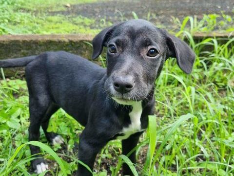 Isis, femelle crois&eacute;e berger, n&eacute;e le 06/11/2025 🤍 300 59000 Lille