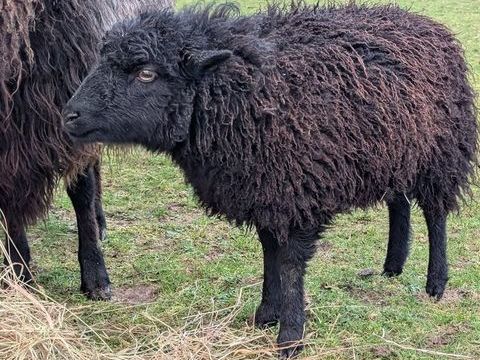 Maout, brebis d'ouessant &agrave; adopter 50 44360 Vigneux-de-bretagne