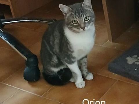 4 MIGNONS CHATONS 90 13140 Miramas