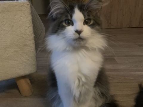 Chat Maine Coon - ALESSIA - Femelle 1200 68420 Gueberschwihr