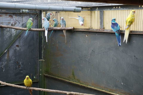 Perruche a collier 1 82100 Les barthes