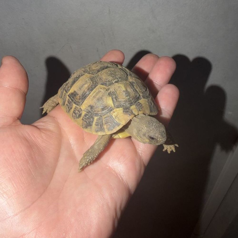   Bb+tortue 
