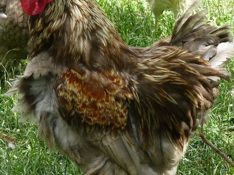 coq 8 17520 Brie-sous-archiac