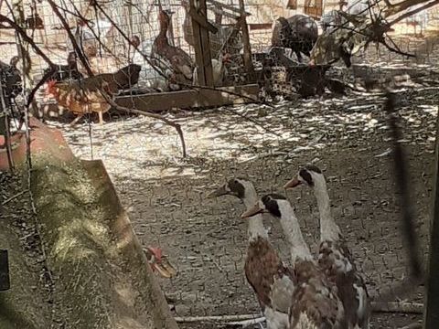 Canards, poules, coqs et cochons d inde 30 07270 Gilhoc-sur-ormèze