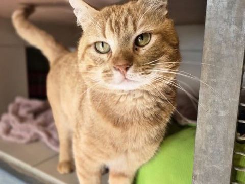 TOUROUX 200 26700 Pierrelatte