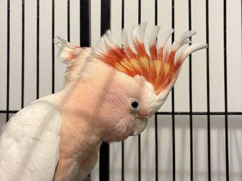 Couple Cacato&egrave;s Leadbeater 5400 13113 Lamanon