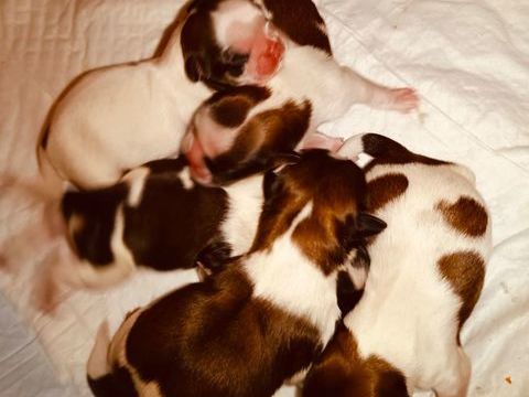 Adorables chiots Shih Tzu 950 94400 Vitry-sur-seine