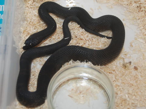 Pituophis melanoleucus lodingi 250 29300 Guilligomarc'h