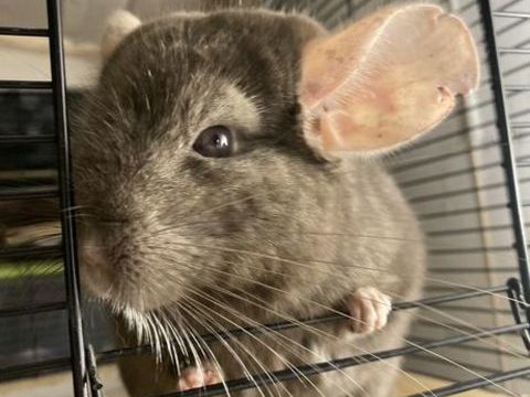 Chinchilla Brown ebony de 1 an et demi 130 02200 Soissons