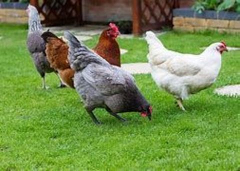 Caille pondeuse, poule,coq,canard,cane. Livraison possible. 7 77540 Courpalay