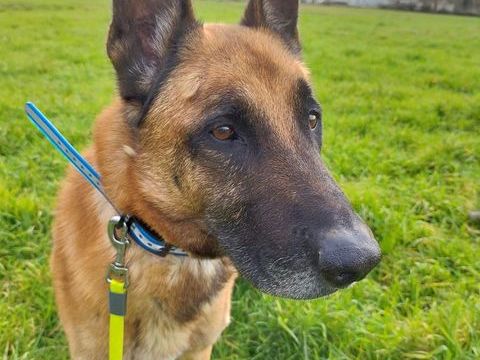 Jook, malinois 10 ans SAUVETAGE 0 81200 Mazamet