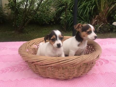 Chiots Jack Russel 600 40230 Saint-vincent-de-tyrosse