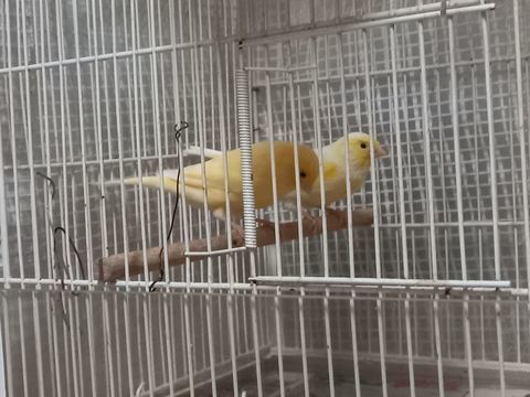 canari 30 49600 Beaupréau