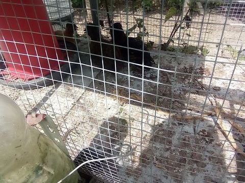 Poule 10 44330 Vallet