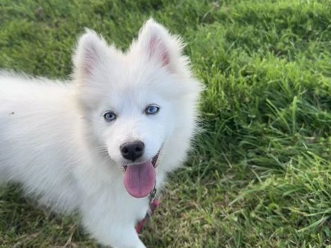 Femelle mini Pomsky f3 facilit&eacute;es de paiement possible 1700 78000 Versailles