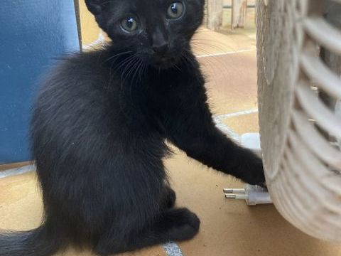 Adorables chatons 0 83600 Fréjus