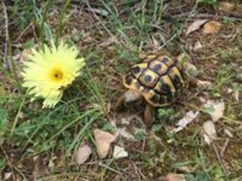 Bb tortues terres 50 06190 Roquebrune-cap-martin