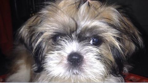 RECHERCHE CHIOT SHIH TZU 0 62190 Lillers