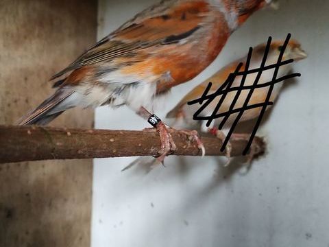 M&acirc;le canari Arlequin  25 59144 Preux-au-sart