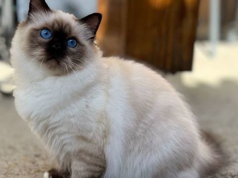 Chaton male sacré de Birmanie seal point 1500 38510 Morestel